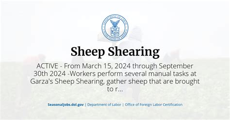 Sheep shearing jobs. com.  #farmingaustralia #shearing #sheep #merino #wool ter...