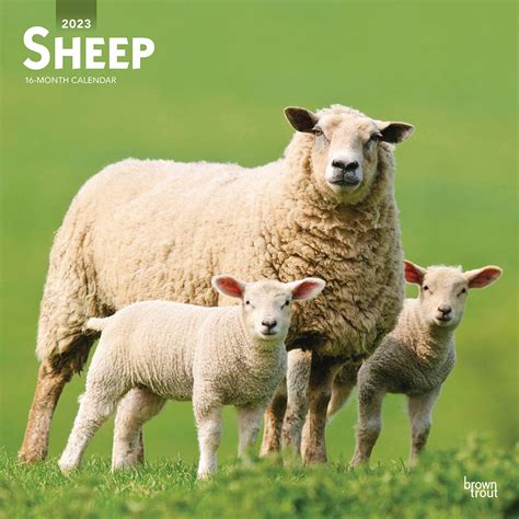 Read Online Sheep 2020 12 X 12 Inch Monthly Square Wall Calendar Wildlife Domestic Farm Animals By Browntrout Publishers Inc