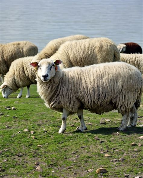 Sheep_G00Ner Leaked (SEX) 💋 117 Photos
