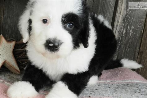 Sheepadoodle - Heaven