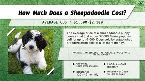 Sheepadoodle puppies price.  He is 3lb 4oz @ 5.  Learn how much a Sheepadoo...