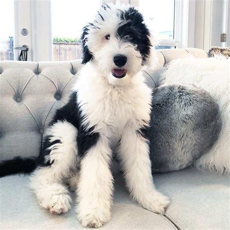 Sheepadoodle rescue dogs. The Sheepadoodle is a cross between the Old English Sheepdog and the Poodle. They are a devoted and faithful breed that love to be around their family. The Sheepadoodle has a friendly and easy-going nature, making them great companions for people of all ages - children included. Their sweet nature allows them to get along well with other dogs. 