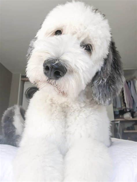 The Sheepadoodle is a hybrid mix between the Old English Sheepdog and Poodle. Like many other Doodles, Sheepadoodles have endless varieties of cute names to choose from – Sheepadoodle, Sheepapoo, Sheepdoodle, Sheeppoo, or even Sheepdogpoo. Sheepadoodle. Sheepadoodles are well-known for their adorable teddy bear looks and an awesome personality.. 