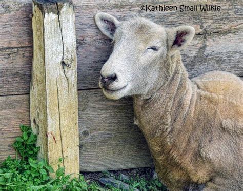 Sheepsheep Onlyfans Leak
