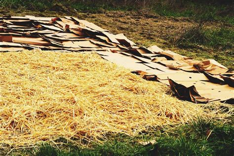 Sheet Mulching A Quick Guide to Getting Started