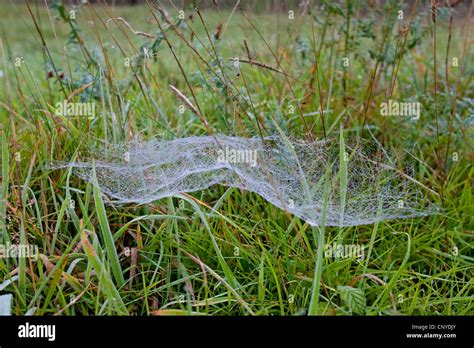 Sheet Web Spider