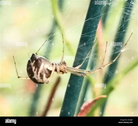 Sheet Web Spider (Linyphia triangularis)