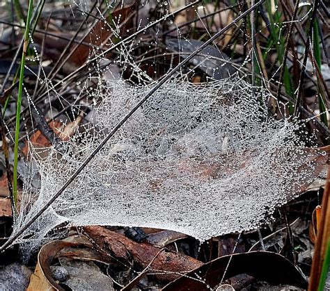 Sheet web spider