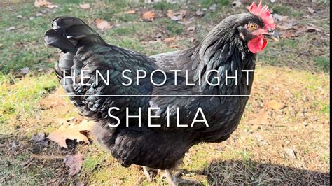 Sheila Hen Leaked XXX 🍑 235 Vids