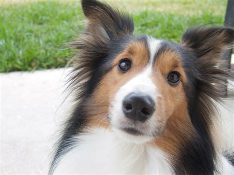 Blue Merles can also have two blue eyes, or even one-and-a-half blue eyes! In this case, one eye is part-blue and part-brown; it just depends on the color of the surrounding fur. A Blue Merle Sheltie with two blue eyes. #3. Bi-Blue Shelties Also Have The Merle Gene. The merle modifier gene affects a few Sheltie colors.. 
