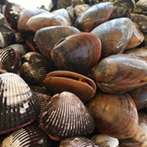 Shell Game: Wild Mexican Clams Will Change Los Angeles Menus