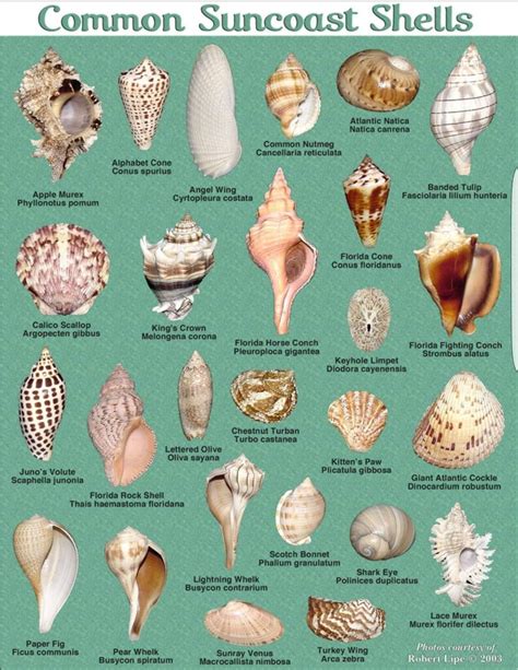 Identify your shells using our popular photo guide to southwest Florida shells from Sanibel Island and beyond. This tool from the National Shell Museum helps shell collectors in …. 
