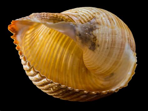 Torsion (not to be confused with coiling of the shell around a point or an axis) is the rotation of the visceral mass and mantle. (including shell) for up to .... 