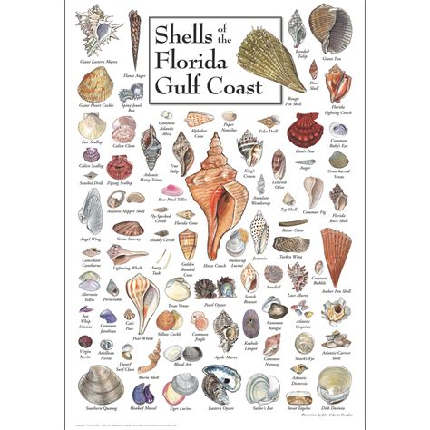 Shells of florida gulf of mexico a beachcomberaeurtms guide to coastal areas. - John deere 3400 teleskoplader ersatzteile handbuch.
