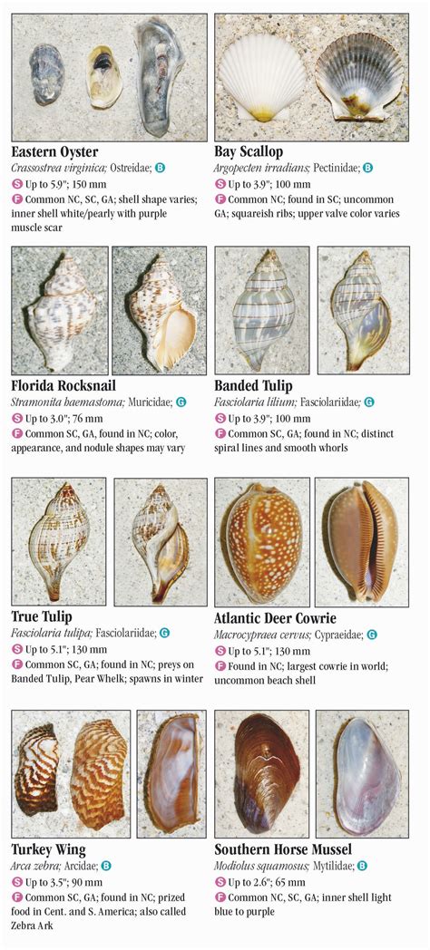 Shells of north carolina south carolina georgia a beachcombers guide to the atlantic coast common and notable species. - Aci 309r 05 guida per il consolidamento di guida per calcestruzzo.