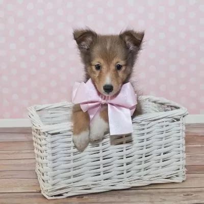 Sheltie Puppies – Shepherddogsite