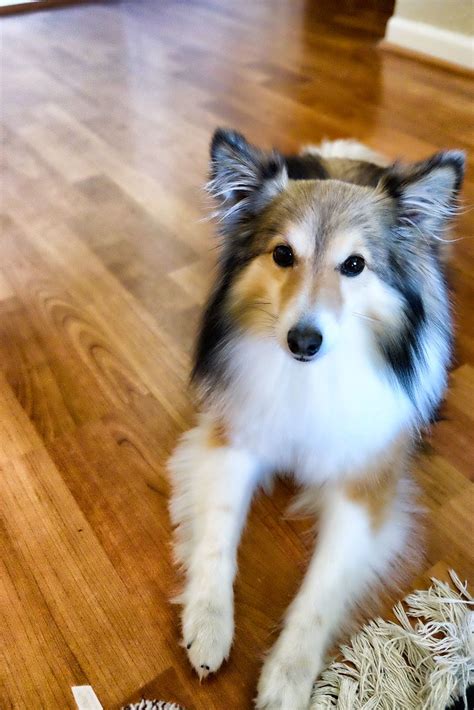 Shelties, or Shetland Sheepdogs, are a popular breed of dog known for their intelligence, loyalty, and playful nature. If you’re looking for a Sheltie of your own, you’ll want to find a reputable breeder who can provide you with a healthy a.... 