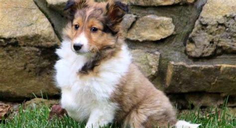 Shelties for adoption. Things To Know About Shelties for adoption. 