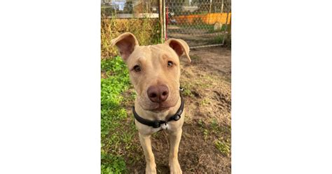 Shenton park dog rescue.  At the Dogs&rsquo; Refuge Home in Shenton Park we love dogs and are c...