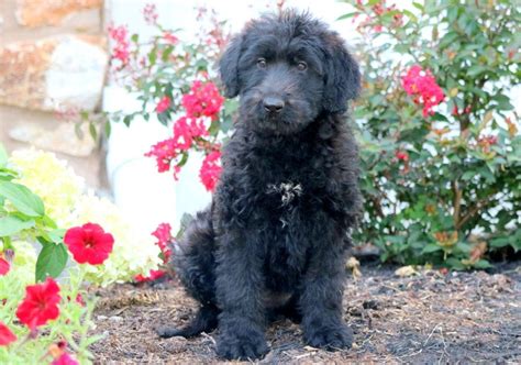 Shepadoodle puppies. Things To Know About Shepadoodle puppies. 