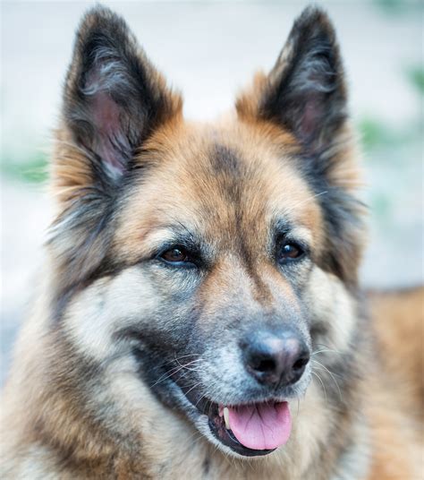 Shepherd husky mix. Generally considered dogkind's finest all-purpose worker, the German Shepherd Dog is a large, agile, muscular dog of noble character and high intelligence. Loyal, confident, courageous, and steady ... 