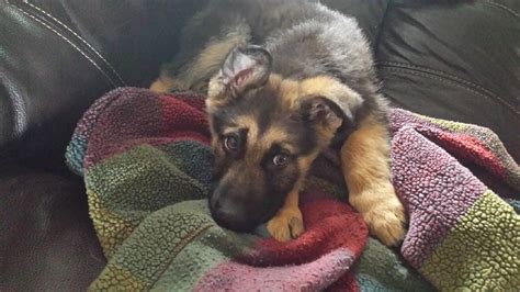  craigslist For Sale "german shepherd puppies" in North Jersey. see also. ... $500. Clifton A Rare King German Shepherd Puppy. $1,500. Newton, New Jersey Wanted Old ... . 