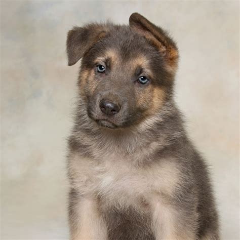 Shepherd puppies for sale mn. Prices for German Shepherd puppies for sale in St. Paul, MN vary by breeder and individual puppy. On Good Dog today, German Shepherd puppies in St. Paul, MN range in price from $2,250 to $3,250. Because all breeding programs are different, you may find dogs for sale outside that price range. …. 