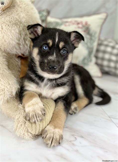 The typical cost of a Gerberian Shepsky puppy ranges from $400 and $1200, depending on the breeder. The cost of a White German Shepherd Husky Mix fluctuates between $600 and $1,500. Be careful of any dog that appears to be too good to be true. It requires money to produce a healthy litter of pups from healthy parents.
