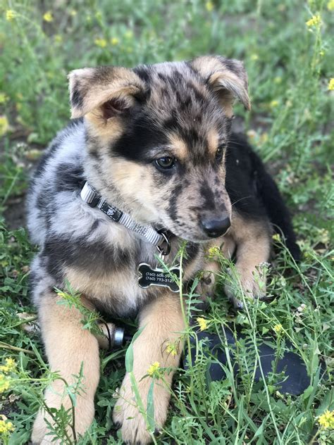 Shepsky puppies. Things To Know About Shepsky puppies. 