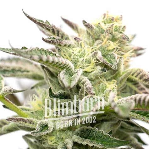 Sherbet Auto Buy Cannabis Seeds Free Shipping