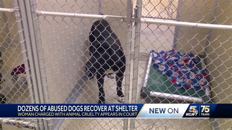 Sheriff: Dog rescue owner arrested after 30 dogs found dead in freezers at property