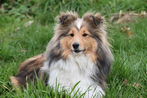 Shetland Sheepdog - Animals & Pets - Singapore Chutku.sg