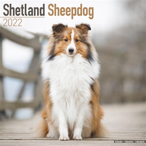Shetland Sheepdog Calendar 2022