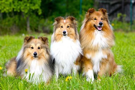 Shetland Sheepdog Price - How Much are Sheltie Puppies?