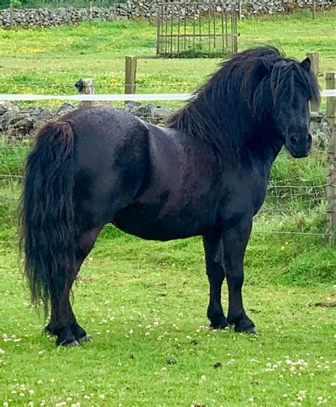 Shetland pony for sale. The Shetland pony is a British native breed of pony that hails from the Shetland Isles. It is a small and hardy breed, standing at no more than 42 inches (107 cms), while their minimum height ... 