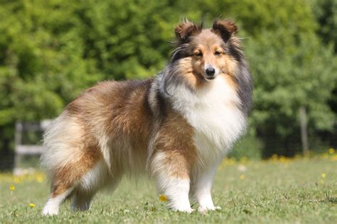 Shetland sheepdog Max! HondenForum