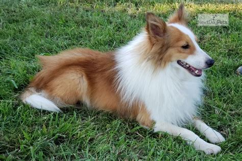 Shetland Sheepdogs for Sale in Marshfield, WI. (1 - 3 of 3) $800 Quarren. Shetland Sheepdog · Colby, WI. … is a sable, sharp looking young man! He is offspring from family pets, country raised, and played with daily. Dewclaws have been removed.. 