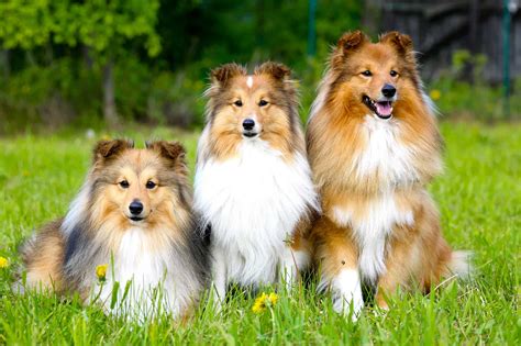 Shetland sheepdog price. Things To Know About Shetland sheepdog price. 