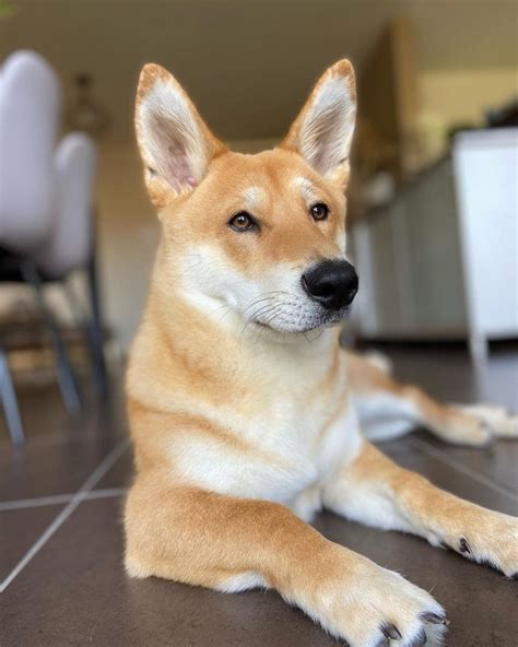 Shiba Corgi (Corgi & Shiba Inu Mix): Info, Pictures, Facts