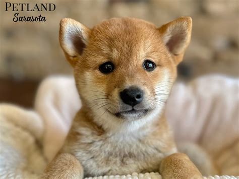 Shiba Inu Puppies - Petland Sarasota