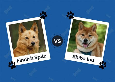 Shiba Inu vs Chihuahua vs Finnish Spitz Comparison - Dogell.com