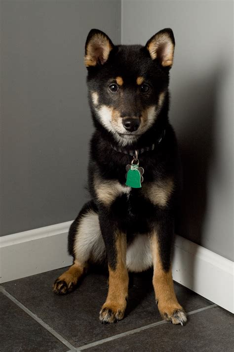 Shiba inu black and tan. I'm a black & tan, male Shiba Inu, born on May 26, 2017. I adopted my mom and dad in August of 2017 when I was still tiny and fuzzy. My new house smelled like ... 