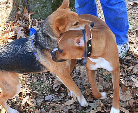 Among all the Basenji mixes, the Labrasenji is one of the best mix breeds by far. The Labrasenji is valued for its gentle and friendly nature, which makes them a great companion for the family. They even get along with kids very well. They can weigh up to 22 to 80 pounds and live up to 10 years to 14 years at the most.. 
