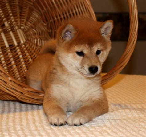 The Shiba Inu is slightly longer than tall, with a powerful body and straight, level topline. The face is fox-like. The tail is naturally curled over its back. Its face has somewhat triangular eyes, and small, triangular ears that tilt forward slightly. The expression is bold, spirited, and good natured.. 