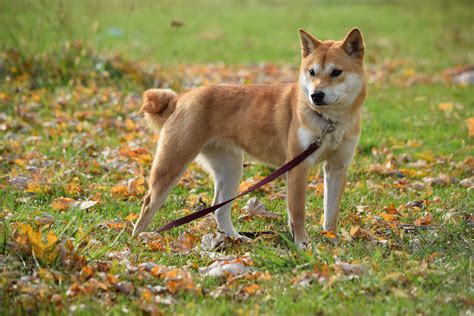What is the typical price of Shiba Inu puppies in 