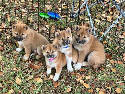 2 male and 1 female Shiba inu puppies are ready to be rehomed. They were born September 9th, are eating solids. Mom is pure shiba inu dad is half shiba inu mixed with unknown breed. 500 rehoming fee. do NOT contact me with unsolicited services or offers. post id: 7680186085..