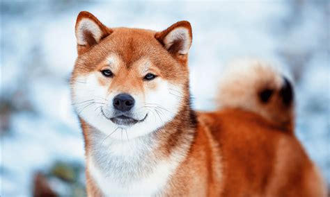 December 2, 2023 - The current price of SHIBA INU is $0.00000852 per (SHIB / USD). SHIBA INU is 73.64% below the all time high of $0.000032. The current circulating supply is 589,346,914,631,298.1 SHIB. Discover new cryptocurrencies to add to your portfolio.