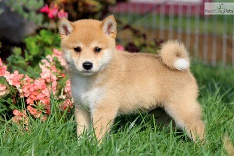Shiba inu near me for sale. .  <a href=https://smartdine.celard.online/8nnkb...