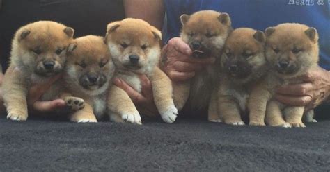 11 Shiba Inu Puppies For Sale Near Winfield, NJ. Featured Listings. ... Shiba Inu / Australian Cattle Dog. Barnesville, PA. Male, Born on 03/10/2023 - 13 months old .... 