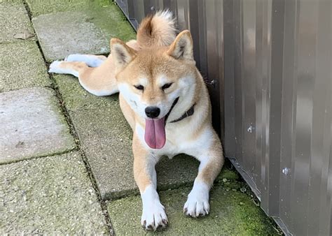 Shiba inu puppy price. Find Shiba Inu Puppies and Breeders in your area and helpful Shiba Inu information. All Shiba Inu found here are from AKC-Registered parents. 